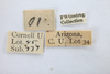 Other: !! display not done !! on Vanduzea laeta Goding, 1893: (Observation).