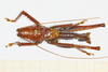 CollectionObject 1588577; 50b78a22-670f-4e0e-bedb-7be39906d106: male, dorsal view. (CollectionObject).