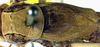 Metrioptera prenjica (Burr, 1899): male pronotum and wings (paralectotype). (Otu).