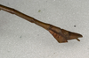 CollectionObject 1559475; NMW 532', 1c940f15-5a2b-46ac-8254-cc4ff3665319: copyright NMW, Vienna. male: end of abdomen, lateral view of Dixippus jejunus (paralectotype). (CollectionObject).