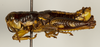 CollectionObject 1527193; 6c2224fe-0975-40b1-94eb-6b3887f0d783: male, lateral view (holotype). (CollectionObject).
