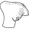Pygofer, lateral view on Edwardsiana ariste (McAtee, 1926): Pygofer, lateral view. (Observation).