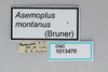 CollectionObject 2869228; 2ec62260-1a2a-43f9-9d8c-5705fcfb0f20, CNCI 1013470: Asemoplus montanus. (CollectionObject).