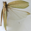 CollectionObject 1539776; a581de7d-de31-460d-9420-b6f81f6ea3b2: female dorsal (holotype of Arantia ovalipennis). (CollectionObject).