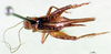 CollectionObject 1502501; aa9b4888-98d0-4c3a-9933-cffdd0d8b2e9: female, dorsal view. (CollectionObject).