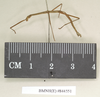 CollectionObject 1561506; NHMUK(SF IMPORT DUPLICATE) 844551, 9d12f548-b402-491b-8b3b-d59b70449f14: copyright Natural History Museum, London. male, lateral view (syntype). (CollectionObject).