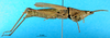 CollectionObject 1501384; 7f524be4-42c6-499f-ac39-080a434a7773: female, lateral view (holotype). (CollectionObject).