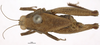 CollectionObject 1577318; e556b37a-de17-4e80-8950-35502d204f8f: male, dorsal view (syntype). (CollectionObject).