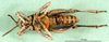 CollectionObject 1501168; 1f8c6ed1-a9fd-4ee5-8924-2a8807554728, DORSA BA000831S01: male, ventral view (holotype of Nocarodes armenus). (CollectionObject).
