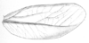 Steirodon (Peucestes) championi (Saussure & Pictet, 1898): Pl. XVIII, Fig. 9. female left tegmen (77 mm). (Otu).