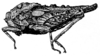 Dasyleurotettix infaustus (Walker, 1871): Fig. 238. female, lateral view (Dasyleurotettix infaustus ssp. n. ?,; pronotum length 11.2 mm, hind femur 7 mm). (Otu).