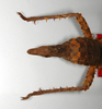 CollectionObject 1558871; da7e1470-206d-4894-be42-ea08a16f2f4d: copyright ZMB, Berlin. female: end of abdomen & hind legs, dorsal view (syntype). (CollectionObject).