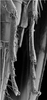 Other: !! display not done !! on Bonamus lineatus Oman, 1938: apices of metatibiae, tarsomeres I-III, and tarsal claws. (Observation).