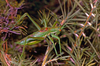 CollectionObject 1576945; 4a80e31b-e47c-441a-9d4f-13095b7eb4af, CH4185: male. (CollectionObject).