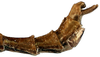 CollectionObject 1578595; RBINS IG: 32700''', 147a4476-5a9d-42bb-87c1-549b689a1865: copyright ISNB, Brussels. male: end of abdomen, lateral view (holotype). (CollectionObject).