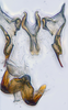 Aedeagus, ventral view: (Observation).