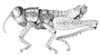 Lathacris rubriventris Descamps & Amédégnato, 1972: Fig. 134. male habitus. (Otu).