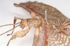 CollectionObject 1561348; NHMUK(SF IMPORT DUPLICATE) 845172-845173, 023e3109-caa2-4943-bf8c-569cbda484df: copyright Natural History Museum, London. male: head and thorax, lateral view (syntype). (CollectionObject).