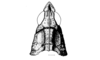 Paracrites pichis Rehn, 1942: Fig. 146. male head and pronotum, dorsal view. (Otu).