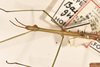CollectionObject 1559635; 25dee358-f54f-42b4-9a3e-4094dbc8bfa4: copyright OUMNH. male: head & thorax, dorsal view of Bacillus gramineus (holotype). (CollectionObject).