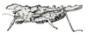 Cladoramus crenulatus Hancock, 1907: Fig. 29 (specimen from SE Cameroonm Bosum). female habitus (Cladoramus squalus ssp?). (Otu).
