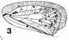 Forewing on Dascaliomorpha confusa (Melichar, 1902): (Observation).