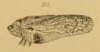 Habitus, lateral view on Atracis elongata (Melichar, 1902): (Observation).
