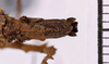 CollectionObject 1558137; 1538b937-0ef1-466b-a439-0ce0bdb24f0a: copyright MNHG, Geneva. female: end of abdomen, ventral view (syntype). (CollectionObject).;CollectionObject 1558138; e96a9060-98ad-481a-b0ea-009f1452e544: copyright MNHG, Geneva. female: end of abdomen, ventral view (syntype). (CollectionObject).