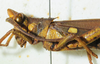 male head and pronotum, lateral view. Depicts CollectionObject 1498682; a6f71bae-af83-473d-8545-a86e47bb5a69, a CollectionObject.