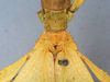 CollectionObject 1561225; 26a2b213-b116-4406-9dd7-a8a0fa79c27d: copyright ANSP. female, pronotum and mesonotum (holotype). (CollectionObject).