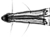 Subgenital plate.: Rostrum (URS) of A. fabae. (Observation).