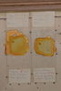CollectionObject 2203496; ab6aa4a4-e54e-438e-983b-e09d6cf68836: Male, slide mount in drawer (syntype). (CollectionObject).