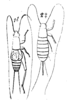 Ornebius xanthopterus Guérin-Méneville, 1844: Pl. 15, Fig. 29. male and female. (Otu).