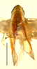 Habitus, dorsal view on Erythridula similalis (Ross & DeLong, 1953): Habitus (holotype, INHS collection). (Observation).
