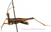 CollectionObject 1500837; 15a92905-07ed-4074-a578-13887db21346: male, lateral view (holotype). (CollectionObject).