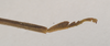 CollectionObject 1559400; NHMUK(SF IMPORT DUPLICATE) 844596, 26fc4080-bb42-41d7-a07c-faec81bdce35: copyright Natural History Museum, London. male, fore tarsus of Lonchodes brevipes (holotype). (CollectionObject).