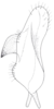 Stylus: !! display not done !! on Cixidia (Epiptera) lapponica (Zetterstedt, 1837): (Observation).