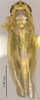 Habitus, dorsal view: (Observation).