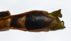 CollectionObject 1580916; 4be9ea67-b6c6-4442-95d9-f54fcc75364a: copyright FRCS, Sabah. male: end of abdomen, ventral view (holotype). (CollectionObject).