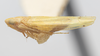 Habitus, lateral view on Dikrella (Readionia) readionis (Lawson, 1930): (Observation).