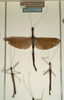 CollectionObject 1558320; 2ff244ae-5c13-4803-b88f-366c37c71218: copyright NMW, Vienna. male and female (syntypes). (CollectionObject).;CollectionObject 1558321; b6802191-713c-4cd5-bc7e-5e3965806a14: copyright NMW, Vienna. male and female (syntypes). (CollectionObject).