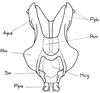 Pamphagodes riffensis Bolívar, 1878: Fig. 11. phallic complex, dorsal view. (Otu).