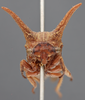 Head on Platycentrus acuticornis Stål, 1870: (Observation).