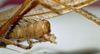 CollectionObject 1537783; NNM 3225790, 3564b5ea-c06e-4378-973d-aa982052fa21: male abdominal apex. (CollectionObject).