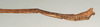 CollectionObject 1558401; NMW 924, 6162e4e4-a258-4282-b7c2-74998e5ebdf8: copyright NMW, Vienna. male: end of abdomen, lateral view (paralectotype). (CollectionObject).