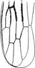 Forewing: Forewing. (Observation).