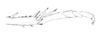 Ceuthophilus (Ceuthophilus) lapidicola (Burmeister, 1838): Fig. 235. caudal tarsus. (Otu).