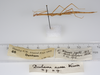 CollectionObject 1558313; 63fb1c36-b4b2-4146-bd83-39fd7f89f698: copyright ZMUH [Hamburg]. female, lateral view (holotype). (CollectionObject).