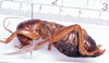 CollectionObject 1517603; 984f272c-ce3e-4346-8714-01ca5a090ef1, NHMUK015982078: female, lateral view (holotype). (CollectionObject).