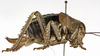 CollectionObject 1529600; dc55f4e9-3490-485d-aa4a-b2bd268c78de: female, lateral view (holotype). (CollectionObject).
